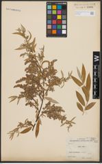 Foto von Salix alba L.